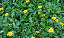 Có nên tắm nước lá sài đất cho trẻ khi bị rôm?