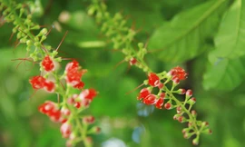 Mùa lộc vừng Hồ Gươm