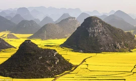 Choáng ngợp trước cánh đồng hoa cải vàng