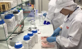 Việt Nam đang nỗ lực triển khai nghiên cứu, tìm giải pháp sản xuất vaccine dịch tả lợn châu Phi ảnh: Bình Phương