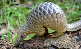 Tê tê bị săn bắt, bị buôn lậu tràn lan ở Trung Quốc Ảnh: Getty