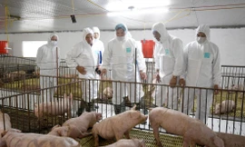 Bộ trưởng NN&PTNT Nguyễn Xuân Cường kiểm tra công tác tái, tăng đàn lợn ở các địa phương. Ảnh: Bình Phương