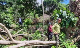 Một trong những sai phạm lớn nhất đó là buông lỏng quản lý, đặc biệt là quản lý đất rừng 