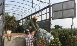 Quất Văn Giang được vận chuyển đi nhiều tỉnh, thành trên cả nước dịp Tết 2019 Ảnh: Trường Phong