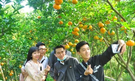 Các bạn trẻ háo hức chụp ảnh làng nghề quýt hồng ẢNH: HÒA HỘI