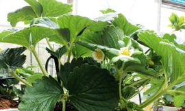 Rau, củ Ðà Lạt thành cây kiểng chơi Tết