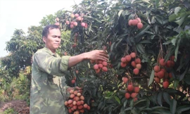 Anh Tạ Văn Mạnh thu hoạch vải sớm