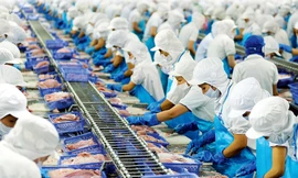 Dây chuyền chế biến hải sản xuất khẩu của công ty tư nhân ảnh: PV