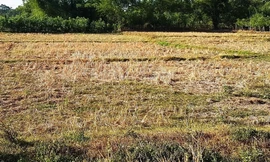 Khô hạn khốc liệt, ruộng đồng bị bỏ hoang tại TT-Huế