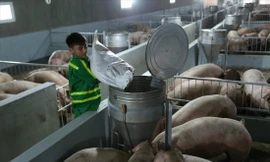 Theo lãnh đạo Bộ NN&PTNT, việc cho nhập khẩu lợn sống từ Thái Lan sẽ giúp giảm giá thịt lợn trong nướcẢnh: Bình Phương