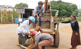 Bò giống do Cty Miền Núi cấp cho người dân