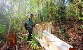 Hiện trường 1 vụ phá rừng tại khu vực giáp ranh Gia Lai-Đắk Lắk