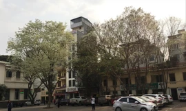 Có nên bán cây sưa 'hàng ngàn tỷ' trên đường phố?