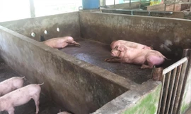 Một đàn lợn bị dịch ở ĐBSCL