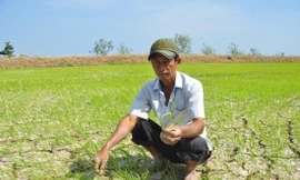 Ông Sơn Ngọc Thành (ở xã Tân Hưng, Long Phú, Sóc Trăng) ngồi giữa đồng nứt toác Ảnh: H.H