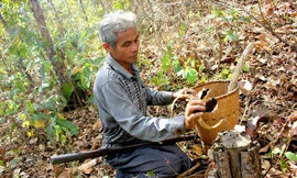 Ama Trang hái nấm linh chi ở rừng khộp