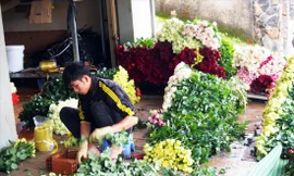 Hoa hồng Đà Lạt được sơ chế trước khi mang đi giao cho các đầu mối Ảnh: K.A