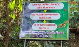 Công bố điểm du lịch vườn sâm Ngọc Linh - Tăk Ngo
