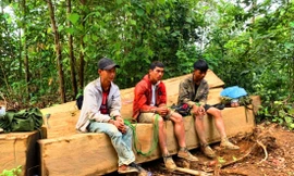 Nhóm đối tượng khai thác gỗ trái phép bị bắt tại chỗ