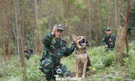 Bộ đội Biên phòng thu giữ 11,42 tấn ma túy, 445 khẩu súng