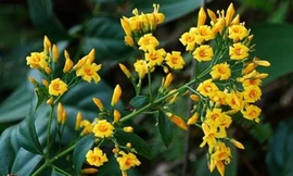 Mâu thuẫn với vợ, chồng đun lá ngón cho 3 con uống