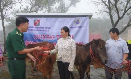 Lãnh đạo Đồn Biên phòng Y Tý trao tặng bò cho gia đình chị Phàn Lở Mẩy, thôn Ngải Chồ, xã A Lù