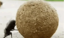 Khả năng định vị phi thường của bọ hung khiến 'GPS' phải chào thua