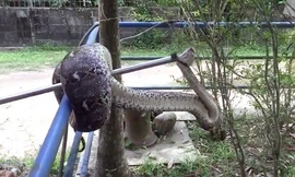 Trăn 4 mét trốn dưới ống cống sau khi nuốt chửng chó nhà