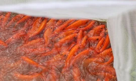 Thủ phủ cá chép đỏ xuất 50 tấn cá phục vụ ông Công ông Táo