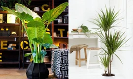Các loại cây 'độc' dễ tìm và chăm sóc giúp ngôi nhà thêm… xuân
