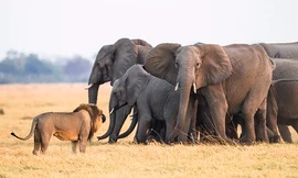 Đàn voi chặn đường cứu voi con khỏi vuốt sư tử