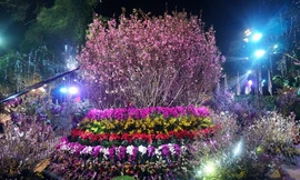 Khai mạc lễ hội hoa anh đào Nhật Bản – Hà Nội 2019