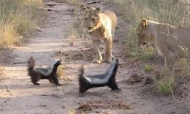 VIDEO: Hai chú lửng mật hung hăng khiến sư tử phải chùn bước
