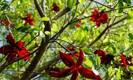 Kinh ngạc loài cây ở Việt Nam có quả màu đỏ, ý giàu sang