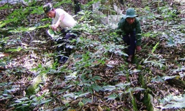 Nông dân trồng sâm Ngọc Linh có người trở thành đại gia với khối tài sản lên tới 500 tỷ đồng.