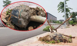 Xôn xao loạt cây xanh bật gốc lộ nguyên vỏ bọc rễ sau mưa dông ở Linh Đàm