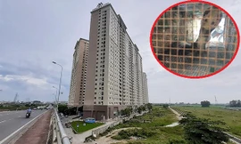 Phát quang cây cối xung quanh chung cư Hà Nội liên tục bị rắn độc 'bủa vây' 