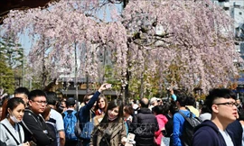 Du khách ngắm hoa anh đào nở rộ tại Tokyo, Nhật Bản. Ảnh: AFP/TTXVN.