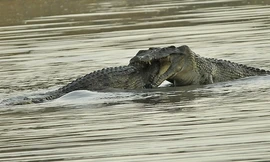 Ảnh hiếm cá sấu khổng lồ đại chiến: Lý do thật