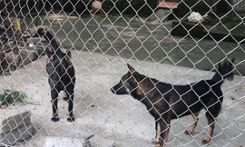 Hai trong số 10 con chó cắn chết bé trai. Ảnh: VnExpress