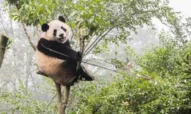 Trước khi chỉ ăn tre, các nhà khoa học xác định tổ tiên gấu trúc đã từng ăn thịt.