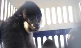 Cứu hộ Vượn đen má hung cực kỳ quý hiếm bị lạc 