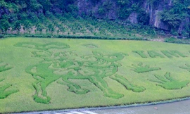 Du khách ngỡ ngàng với chú trâu khổng lồ trên đồng lúa Tam Cốc