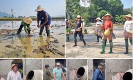 Ngạc nhiên hình ảnh khách Tây đi làm phụ hồ, cấy lúa