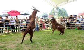 Tận thấy 'cuộc chiến sinh tử' tại đấu trường dê ở Ninh Bình