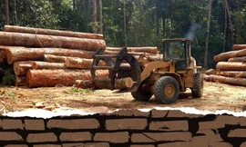 Rừng bị thảm sát, gỗ lậu về đâu?