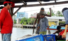 Ngư dân Cà Mau trúng mùa ở Biển Đông