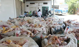 Phát hiện nửa tấn gà chết sắp tiêu thụ