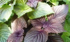 Tắm trắng bằng lá tía tô hiệu quả gấp nhiều lần mỹ phẩm