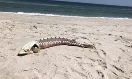 Xác sinh vật lạ dạt vào bờ biển Mỹ 